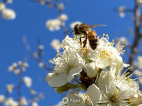 Honeybee on A Plum Flower