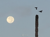 Love Birds Enjoying the Full Moon