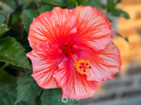 Hibiscus