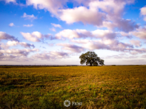 Old Oak