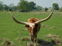 Texas Longhorn
