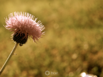 Cling On