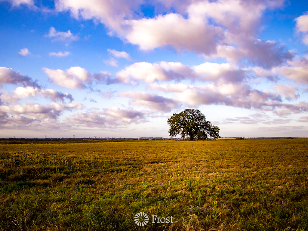 Old Oak