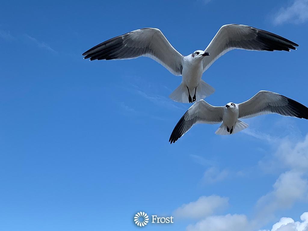 Seagulls