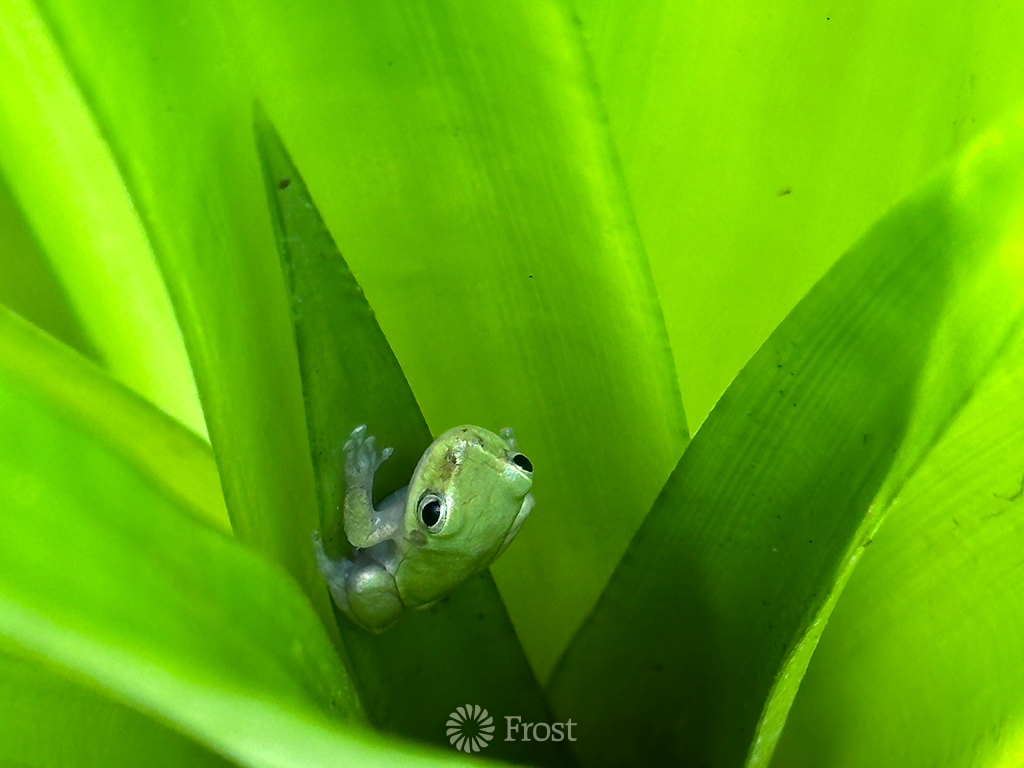 Little Tree Frog in a Pineapple