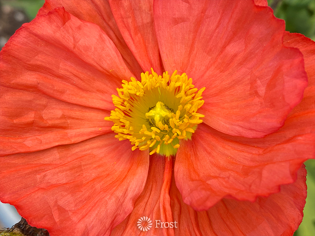 Orange Poppy