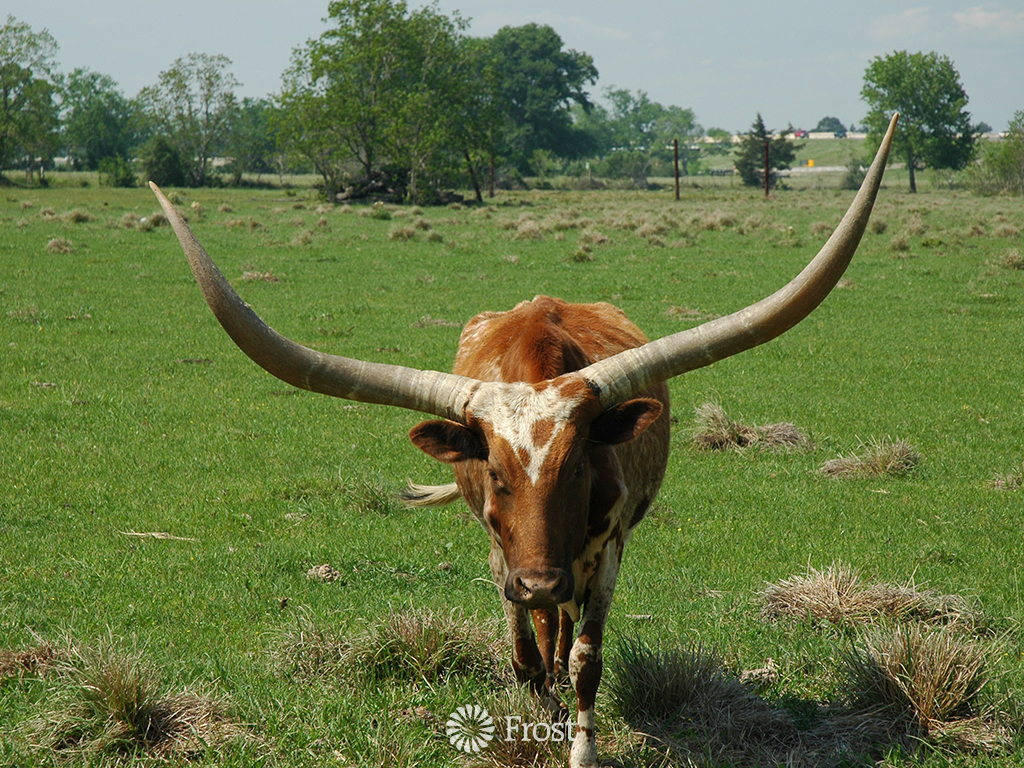 Texas Longhorn