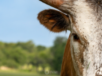 Texas Longhorn