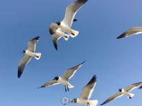 Laughing Gulls