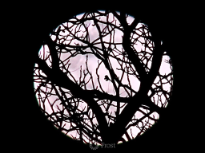 Moon Shot through Oak Tree Branches