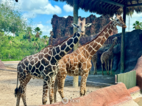 Giraffes at Gladys Porter Zoo