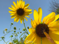 Butterfly on a Sunflower