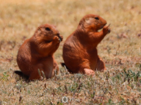 Prairie Dogs