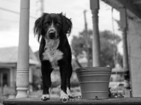 Dog On Porch