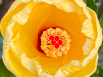 Hibiscus Waking Up