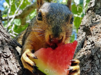 Summer Squirrel Cooling Off