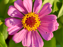 Zinnia at Sunset