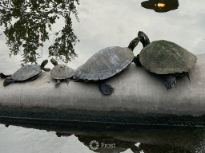 Turtles Sunbathing 