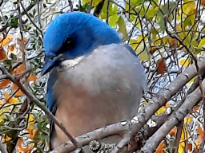 Mexican Jay