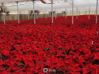 Floral Quality Poinsettias