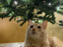 Kitty Seeing Christmas