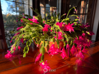 Christmas Cactus In Full Bloom