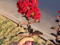 Black Diamond Crepe Myrtle