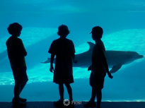 Three Boys Eyeing a Dolphin, And Vice Versa