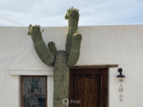 Cactus Reaching for the Texas Sky