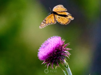 Butterfly & Wildflower