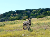 Fossil Rim Zebra