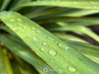 Raindrops On Yucca