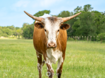 Texas Longhorn