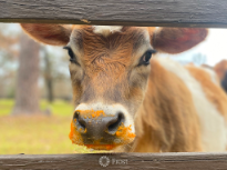 Pumpkin Love