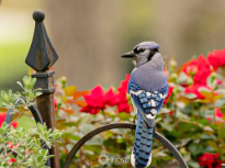 Blue Jay