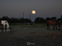 Full Moon with Horses