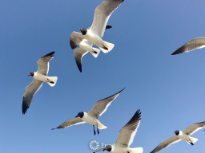 Laughing Gulls