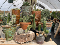 Mind Blowing Cactus & Succulents 