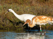 Whooping Cranes Foraging in the Marshes