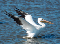 American White Pelican