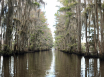 Between The Cypress Trees