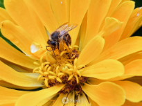 Honey Bee Extraction