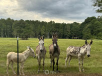 Sweet donkeys