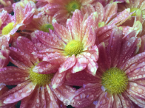 Fall Mums After a Shower