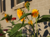 Teddy Bear Sunflowers