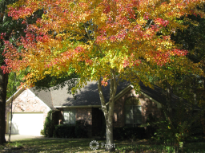 Fall Colors in East Texas