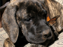 8-Week-Old Mastiff Puppy