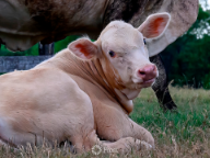 Calf Enjoying His Day