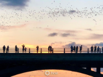 Congress Bridge Bats at Dusk