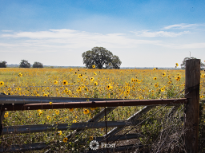 Oak Among the Sunflowers
